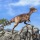 Paquicefalosaurio: cráneo grueso